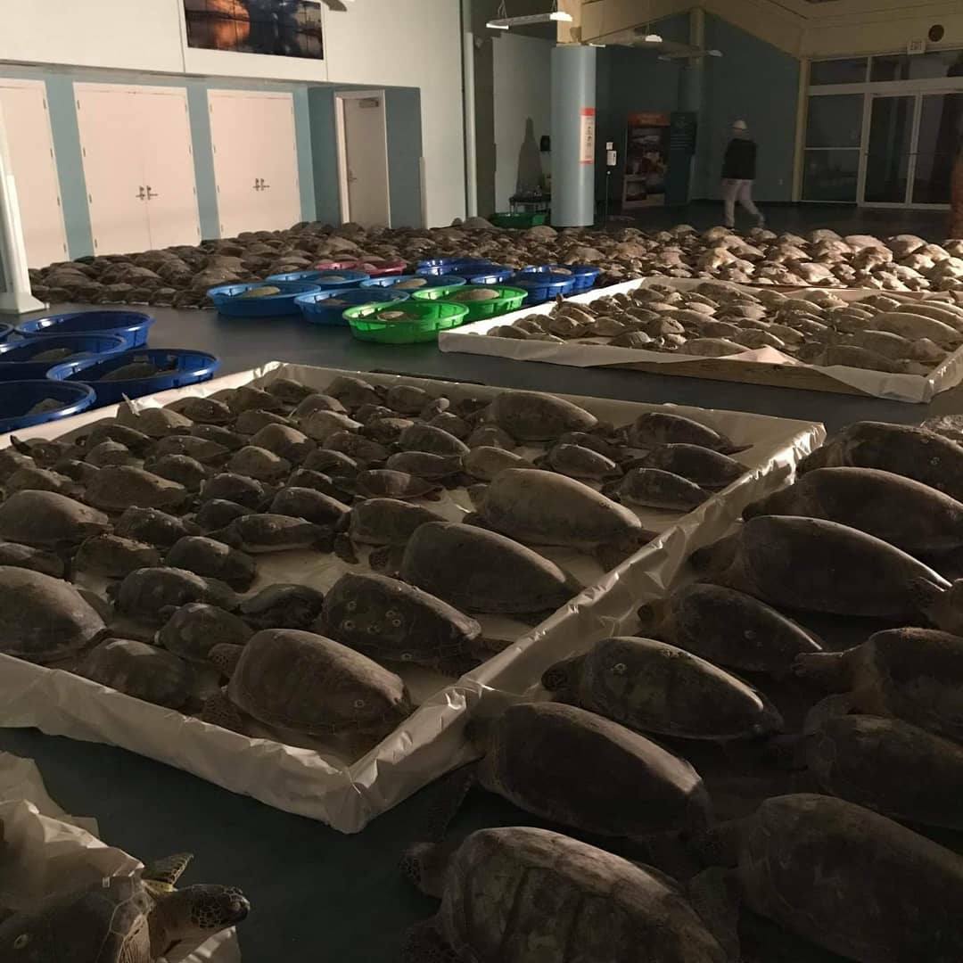 Sea turtles are shown at a rescue centre on South Padre Island, Texas, on Feb. 16, 2021.