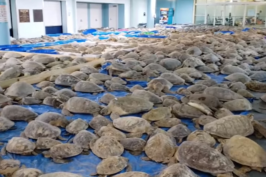Thousands of turtles are shown at the South Padre Island Convention Center in Texas on Feb. 17, 2021.