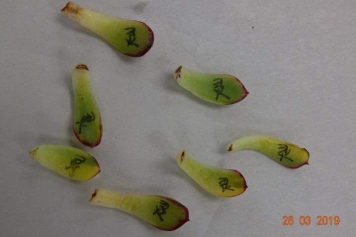 Several plant parts with writing on them are shown after they were confiscated from a smuggler at Auckland International Airport in New Zealand on Mar. 26, 2019.