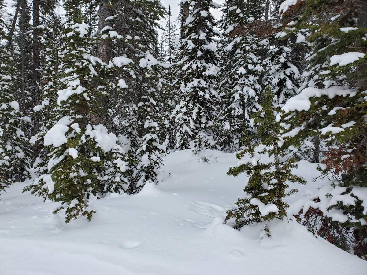 An American teen was killed in a ski collision at Sunshine Village Ski Resort on Thursday, right before the Family Day long weekend. Snowy trees at Sunshine Village in Banff National Park on Feb. 25, 2021.