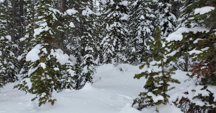 Parks Canada responds to distress calls from backcountry skiers – Calgary | Globalnews.ca