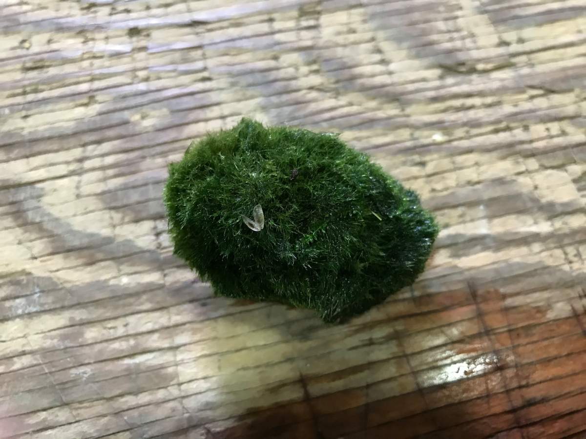 Alberta Environment and Parks is working to identify a species of invasive mussel that has entered Western Canada through moss balls. 