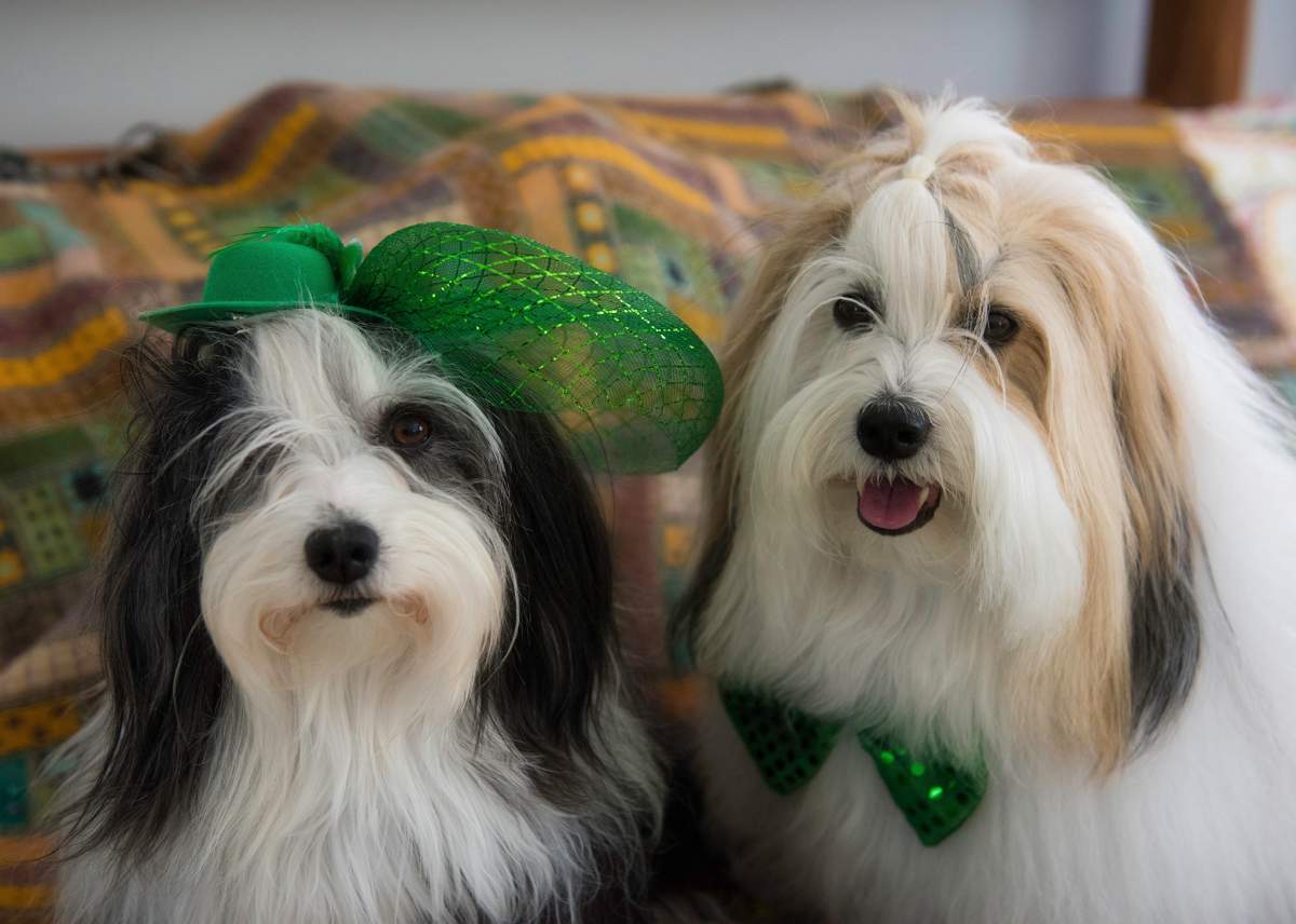 Spicy and Cooper dress up for the big day.