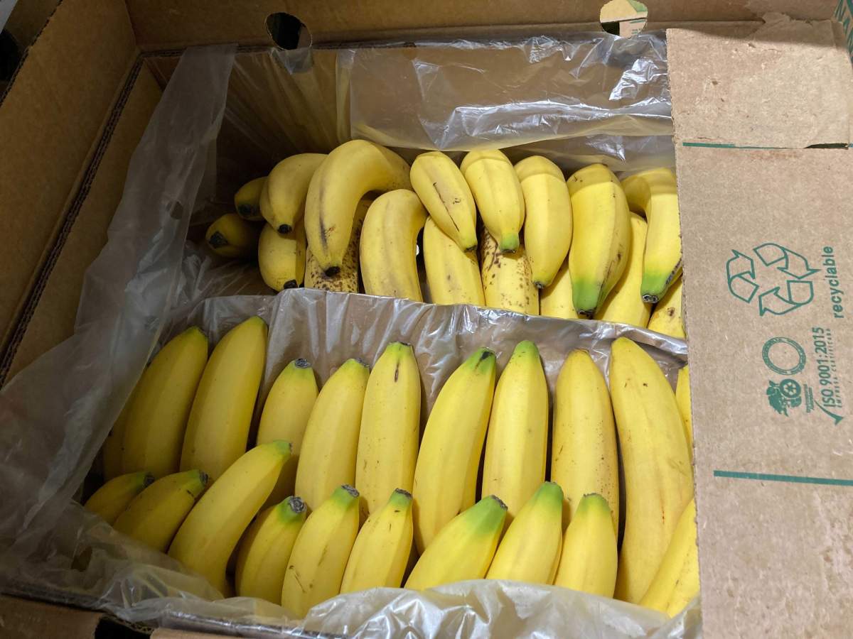 Bananas donated to the Leftovers Foundation in Calgary are shown in this recent handout photo. A Calgary not-for-profit is trying to find creative uses for some of the 340 cases of donated bananas it received at once last week. THE CANADIAN PRESS/HO - Audra Stevenson.