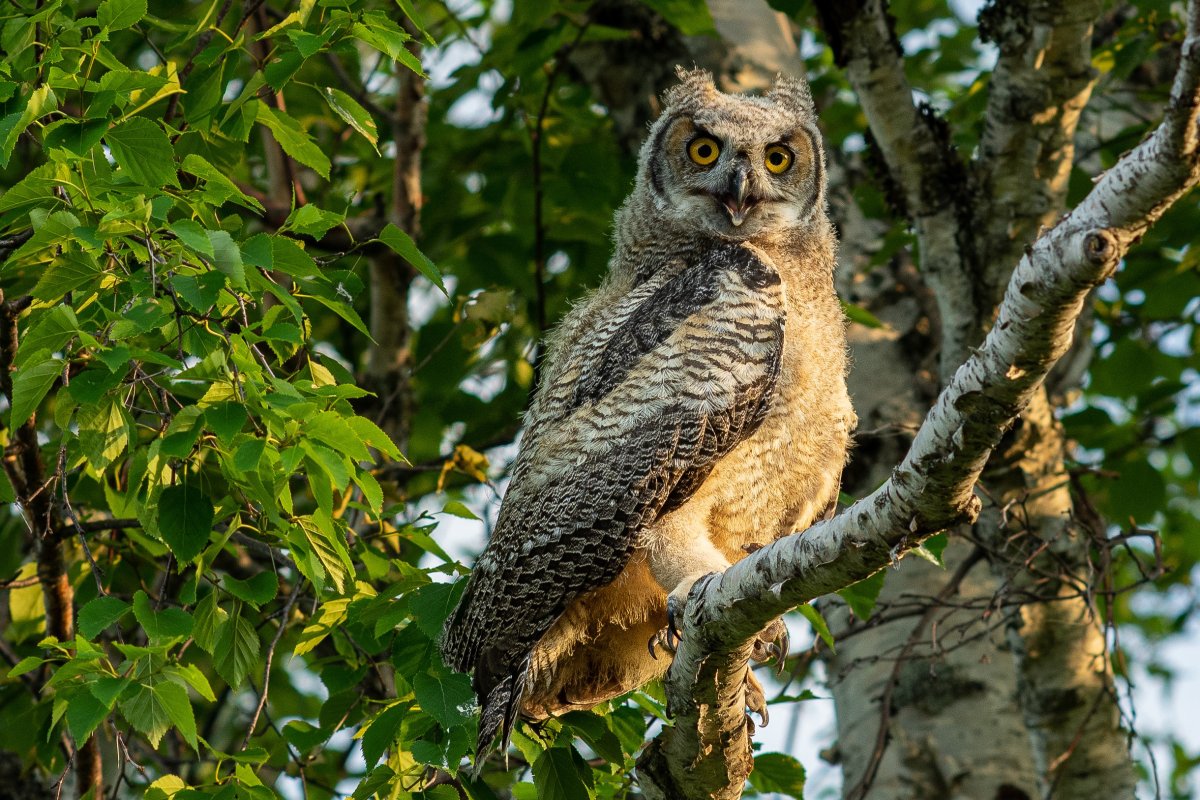 A great horned owl is shown near Lewisporte, N.L., in this July 2020 handout photo. A Labrador woman had to get a suture in her head after a surprisingly violent encounter with a great horned owl. 