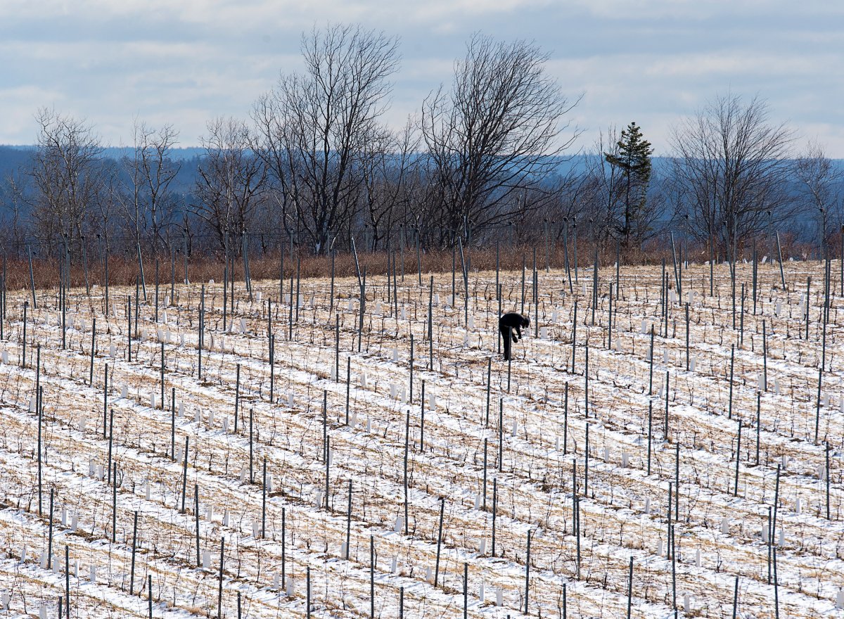 A man works on berry bushes in Lockhartville, located in Nova Scotia's Annapolis Valley, on Saturday, April 10, 2020. 