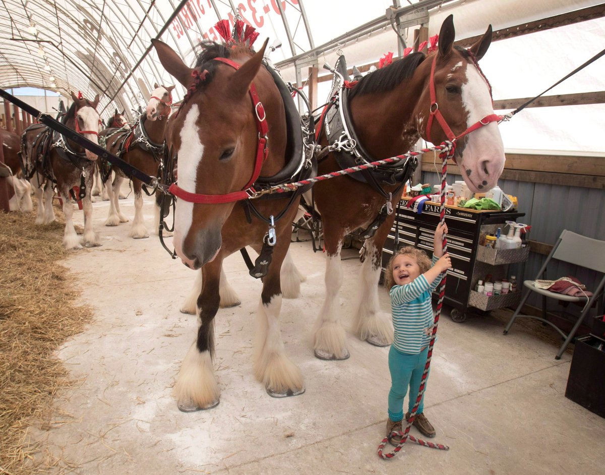 A young girl hangs on to Clydesdale horses in a barn at the 164th annual Lindsay Ontario Exhibition on Sunday September 23, 2018. 