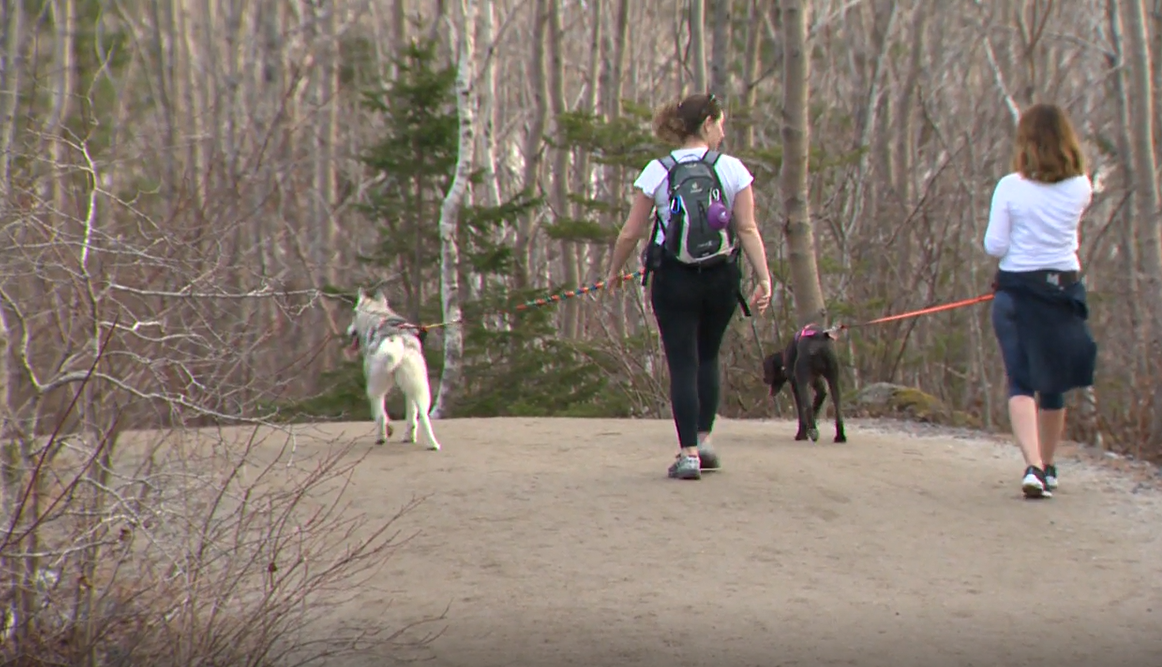 The sport also includes cani hike, which uses the same techniques and equipment as canicross.