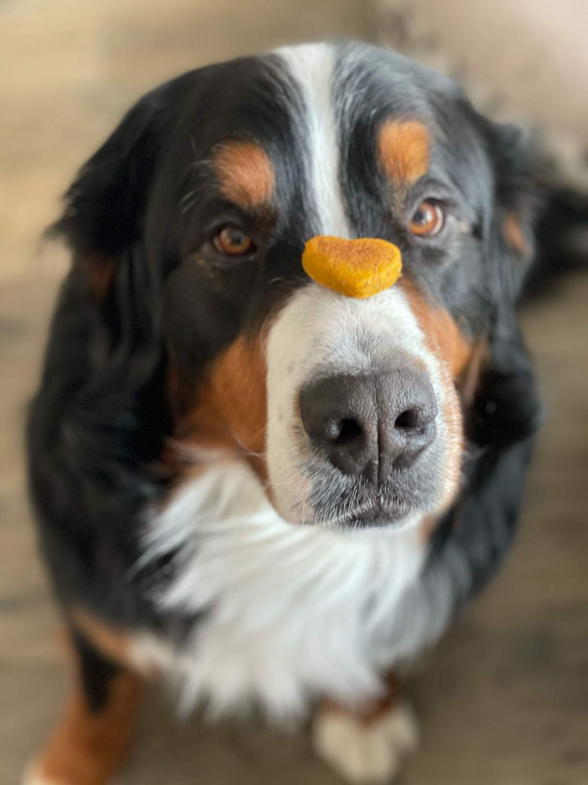 A dog enjoying Wags Cookies in an undated photo