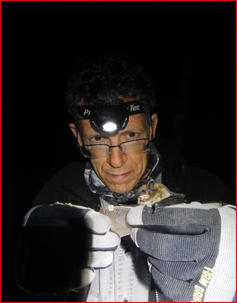 Bats and White Nose Syndrome: Lessons from Atlantic Canada - image