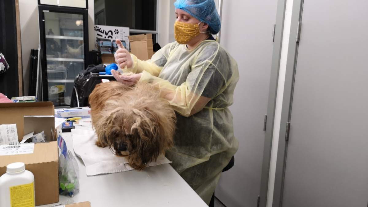 A member of staff at the BC SPCA works to clean up and care for one of the dogs. Credit: BC SPCA