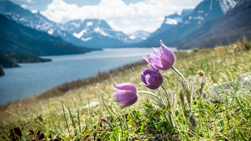 Waterton prepares for another summer  adjusting to Covid-19 restrictions.