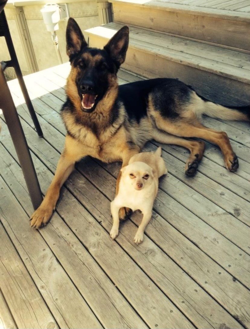 Gina Goulet’s dogs. Ginger (top) was shot twice by the gunman, but survived.
