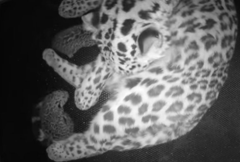 Quebec's Granby Zoo video shows endangered newborn leopard cubs days after  birth - Montreal 