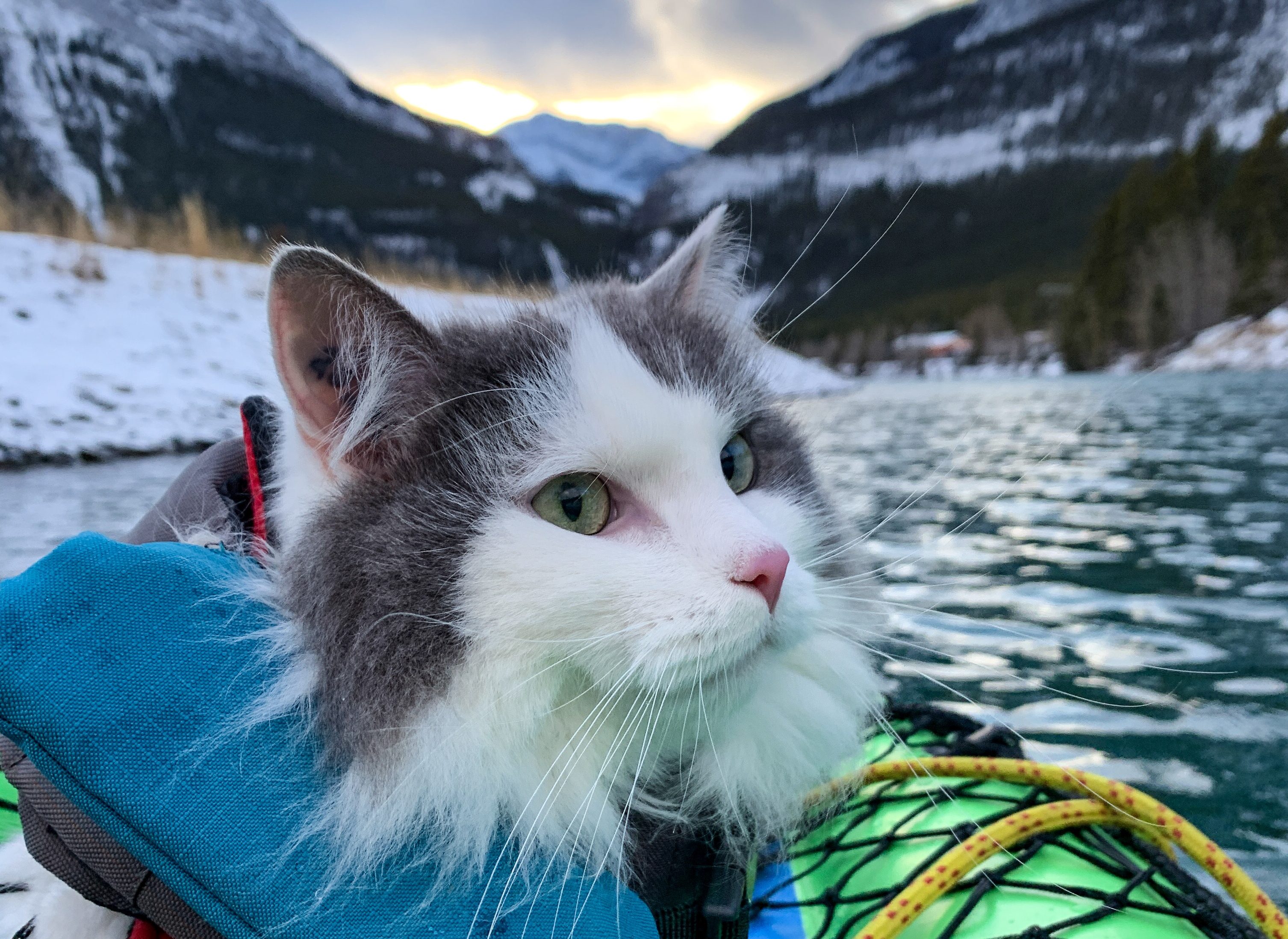 Canmore S Gary The Cat Skis Hikes And Paddles With Owner A Great   IMG 6471 E1616266058732 