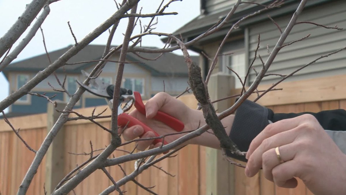 City of Edmonton, residents work to mitigate highly infectious black