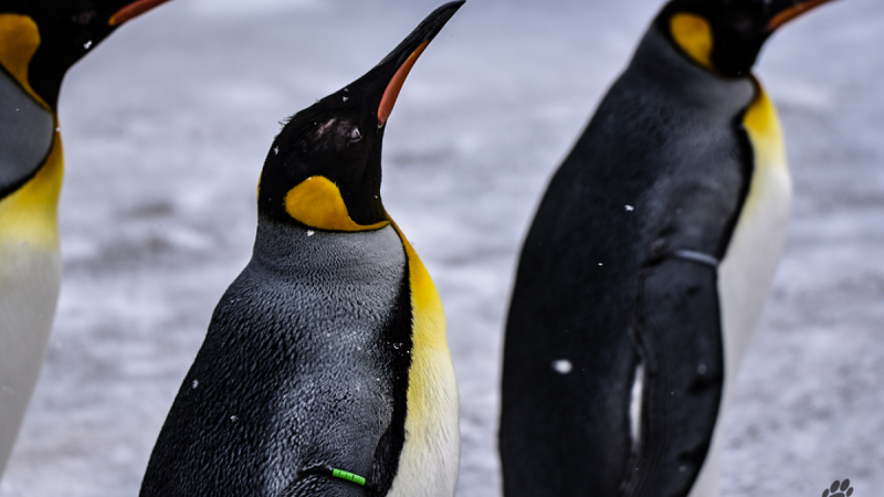 The Calgary Zoo says 10-year-old king penguin Tut passed away on Thursday, March 11, 2021. 