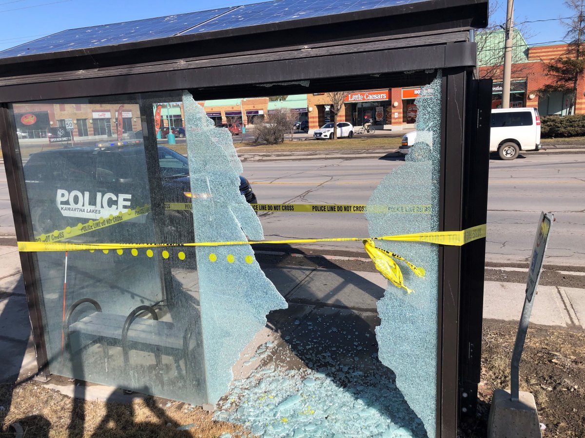 Several transit bus shelters in Lindsay have been found damaged over the past 24 hours, police report Friday.