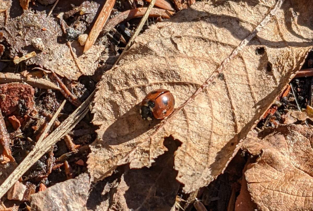 First ladybugs of the year appear in Liz Skorupa’s backyard.