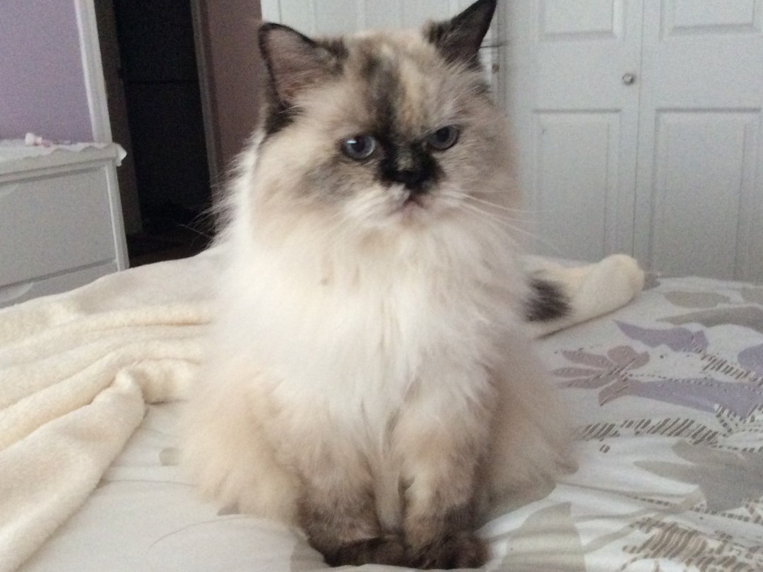 An Okanagan resident has entered her cat, Reba, in America’s Favorite Pet and is seeking voting help from the public.