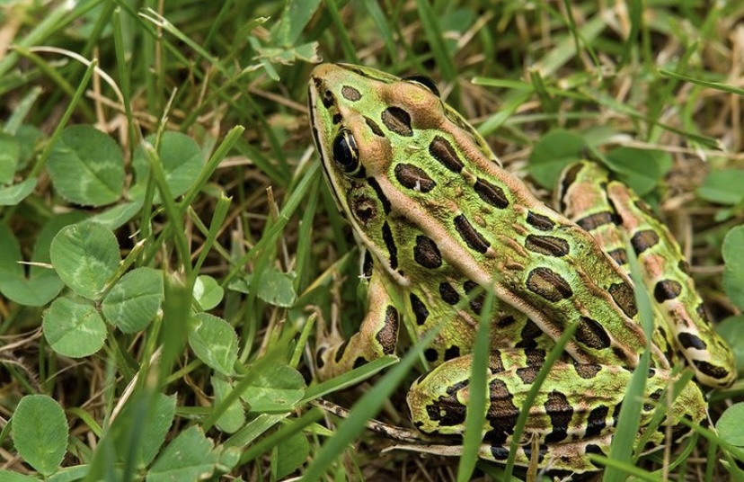 Calgary Zoo – Pub Quiz Night: St Patrick’s Day - image