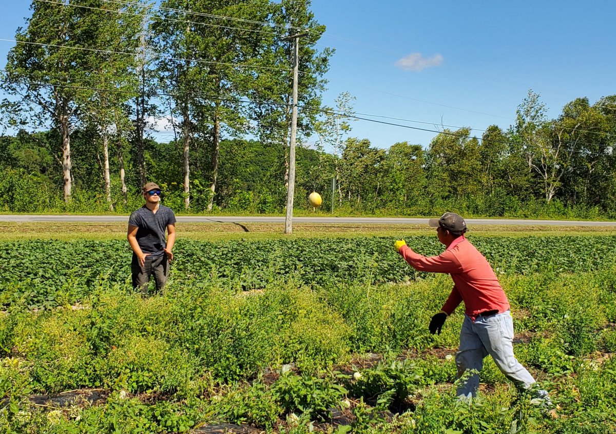 Two seasonal agriculture workers on a farm in Pembroke, New Brunswick.