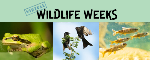 Wildlife Weeks at the Ecology Centre - image