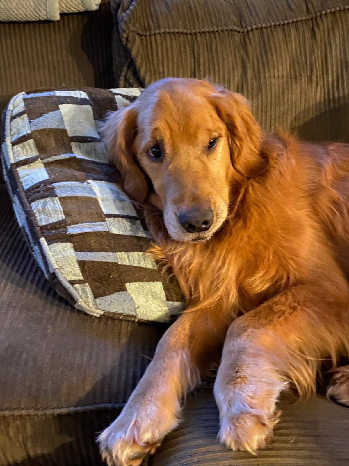 Within an hour of accidentally ingesting pot on a walk, Wilson’s owner says he was suddenly lethargic and eventually fell off the couch.