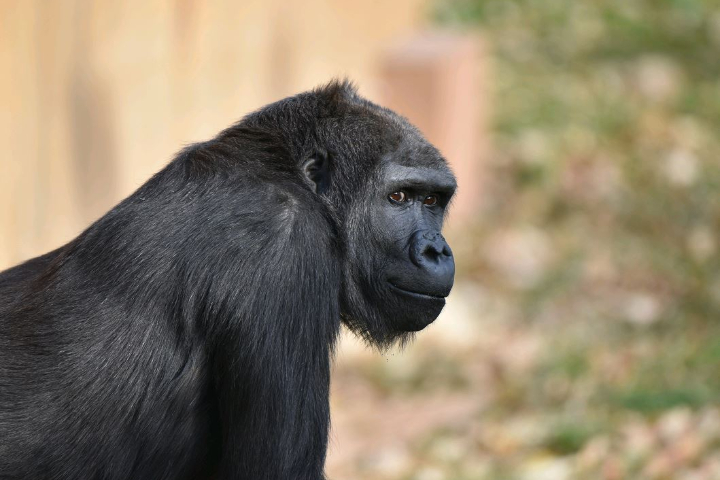 The Calgary Zoo says western lowland gorilla Yewande gave birth but the infant didn’t survive. 
