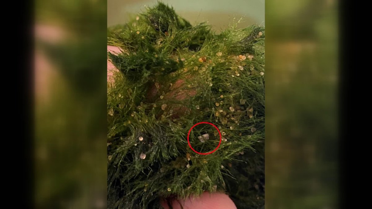Zebra mussels have been detected in moss/algal ball products in Saskatchewan, which are often sold as Marimo Moss Balls.