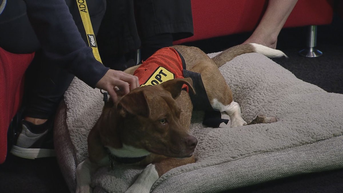 A dog with an 'adopt Me' vest is seen in this file photo.