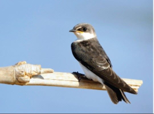 A bank swallow is seen in this undated photo from Environment and Natural Resources on the federal website.