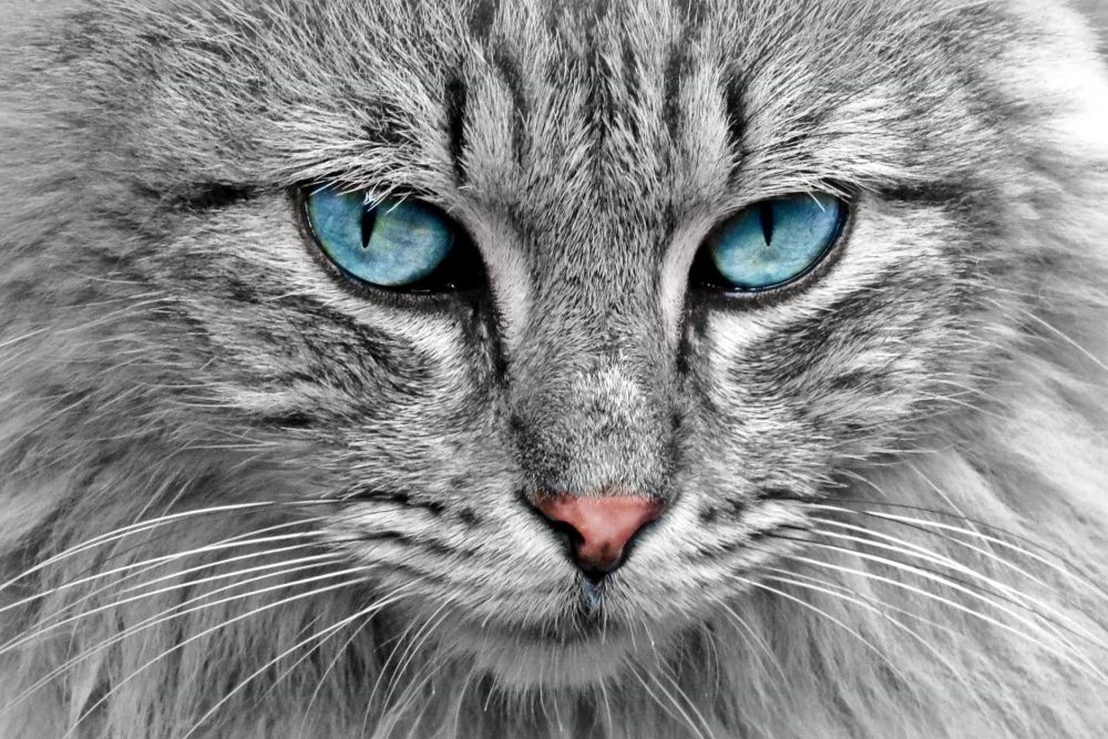 A cat is shown in this file photo.