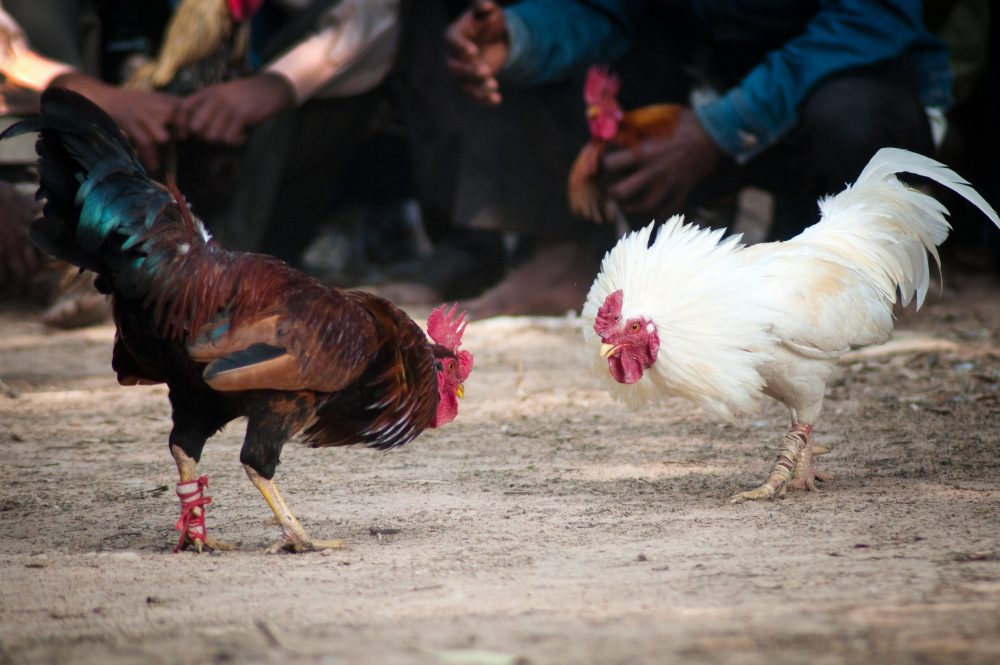 The sharp spurs on the leg of the rooster is seen during a cockfighting ritual on January 14, 2014 in Kotalpur Village, Bankura, Westbengal, India.