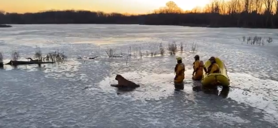 Fire crews with the London Fire Department say a pooch is doing perfectly fine after it was rescued from an icy pond Sunday morning.