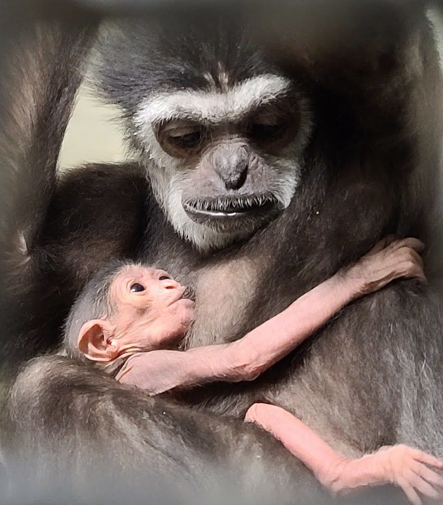 Maya the white-handed gibbon with her new arrival.