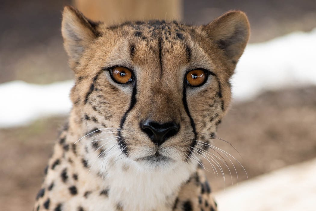 Isabelle, a 4-year-old cheetah, is shown in this handout photo.