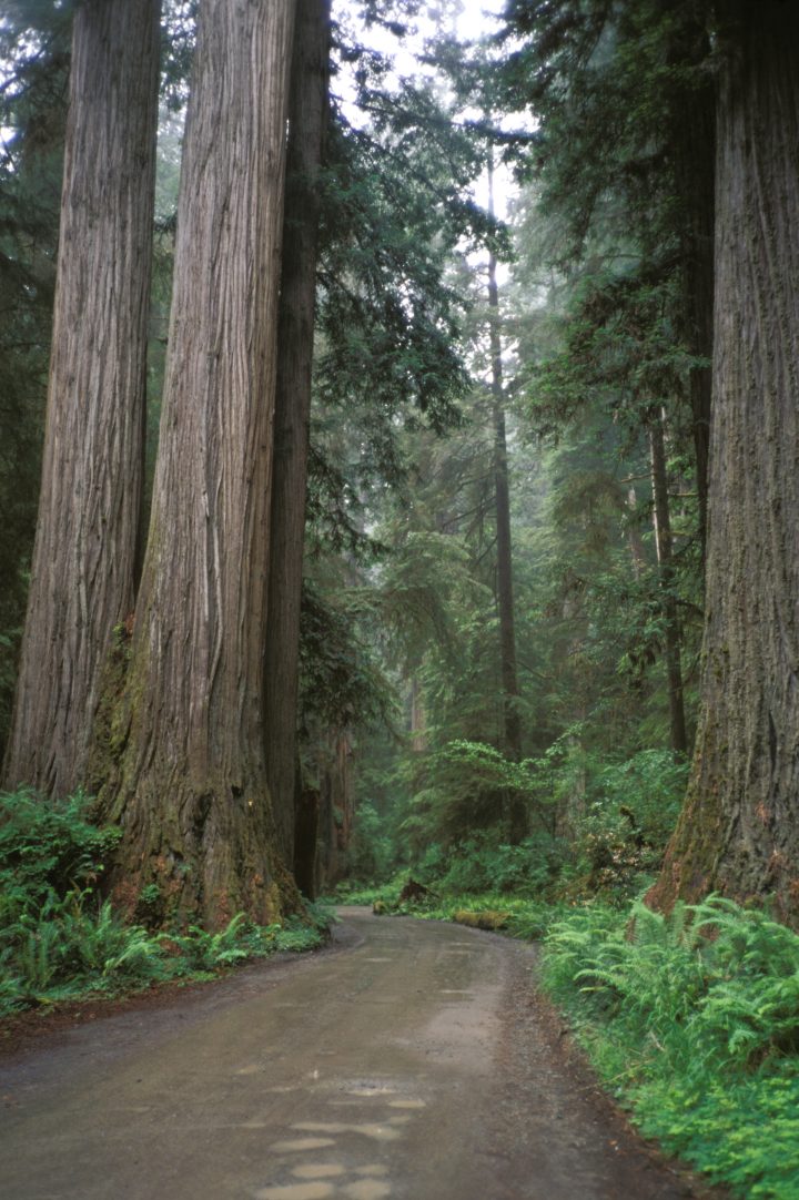 Jedediah Smith Redwoods State Park is shown in California.