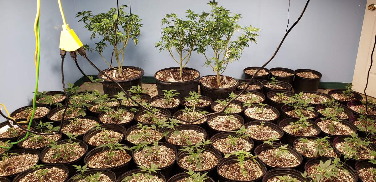More than 2,400 cannabis plants were seized from a property in the City of Kawartha Lakes on Tuesday.