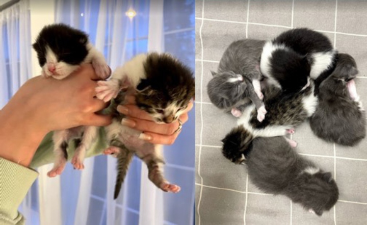 Police are investigating the theft of five kittens from an Abbotsford, B.C. home. 
