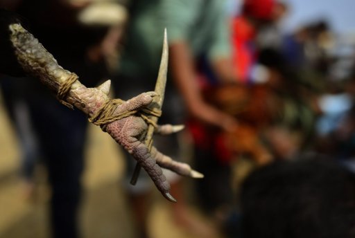 A blade tied on a cock before a traditional cockfight at the annual long Joon Beel festival in Morigaon district of Assam, India, Jan. 22, 2021.