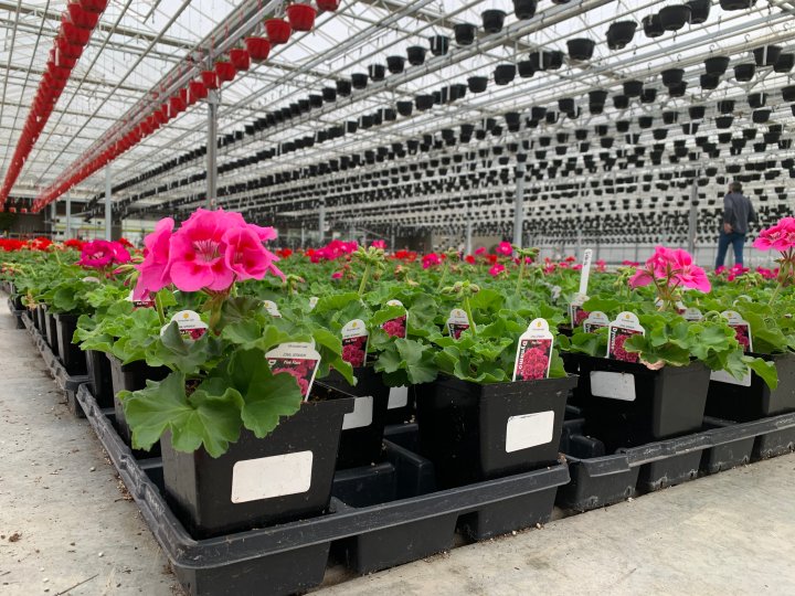 Salisbury Greenhouse owners to operate garden centre at St. Albert’s