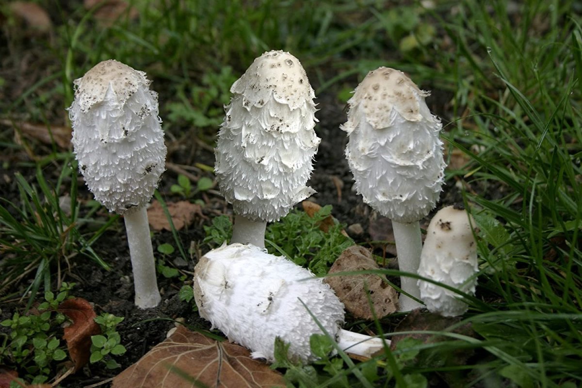 MGAA – Cultivating Culinary Mushrooms, with Tara Stephen of Fungi kuafo - image