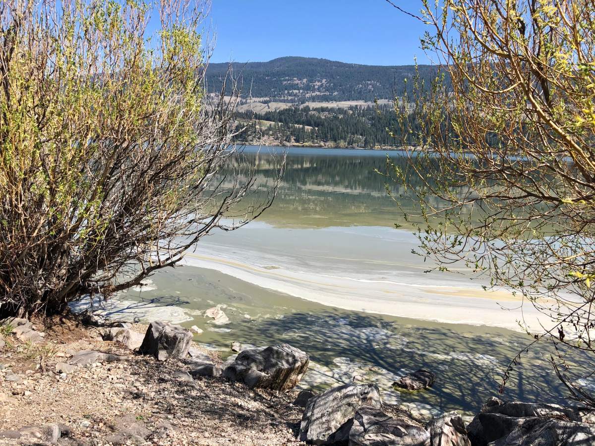 The algae bloom as seen on Wednesday, April 21, on the west side of Wood Lake at one of the parking pullouts on Pelmewash Parkway.
