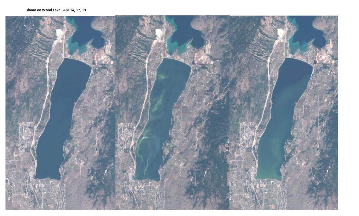 Satellite imagery provided by Larratt Aquatic Consulting. The algae changes quite rapidly as you can see from the satellite photos between April 14-19.