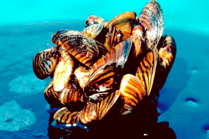 Okanagan water board calls report on invasive mussels troubling
