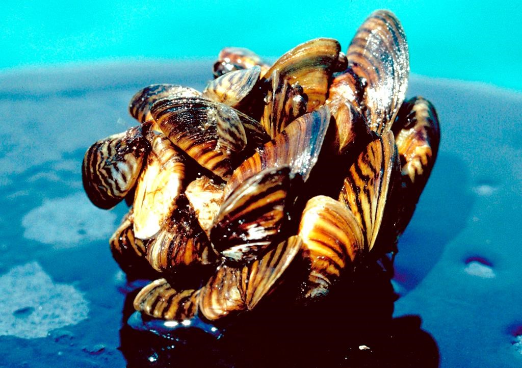 In this undated file photo provided by the U.S. Department of Agriculture is a group of zebra mussels.