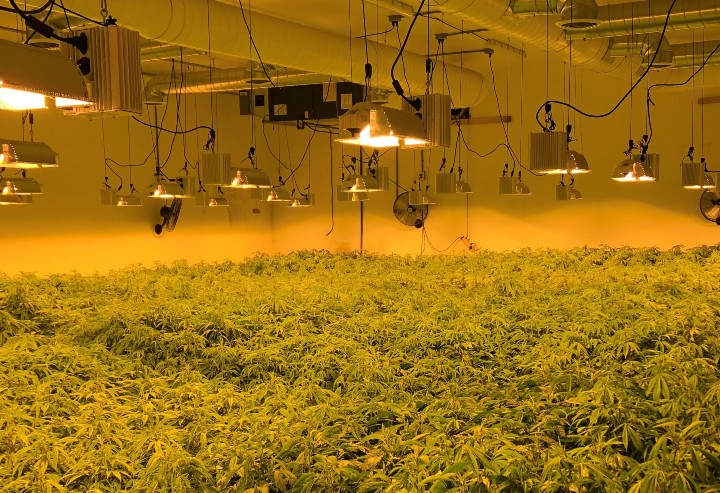 Police seized 9,207 cannabis plants, 2,448 clones, 80 pounds of cannabis bud, and a loaded and insecure 0.22-calibre rifle.