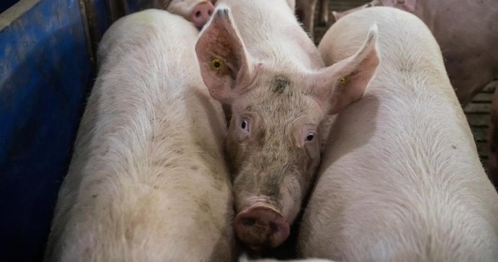 U.K. detects first human case of swine flu-like strain
