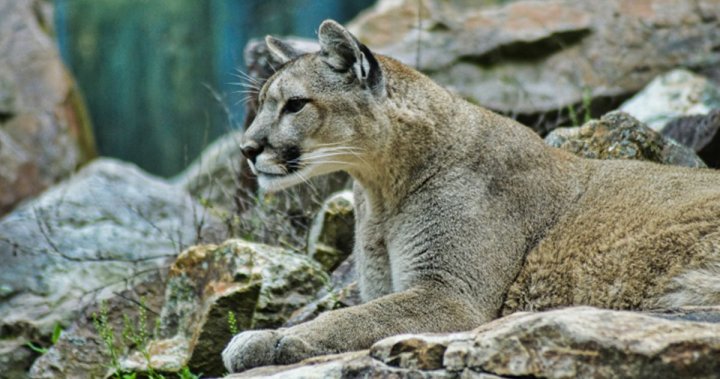 Kelowna cougar continues to evade capture following 2 attempted dog attacks